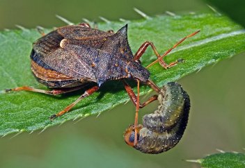 Орман-тоғайды химиялық емес, биологиялық жолмен қорғайтын болды