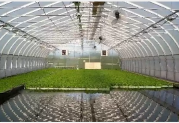 Уникальная теплица работает в Жамбылской области (видео)