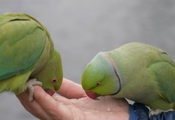 Попугаи захватили Лондон.