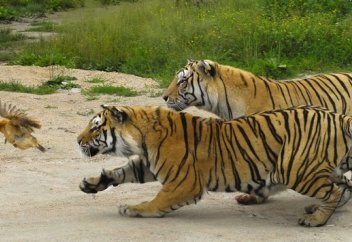 Елімізде жолбарыстар тіршілік ететін болады