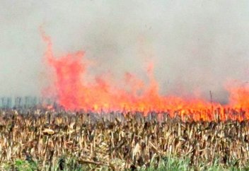 ГМО-жүгері алқабын өртеп жіберді