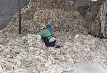 Қазақстанда 29,7 мың тонна қой жүні қоқысқа тасталады