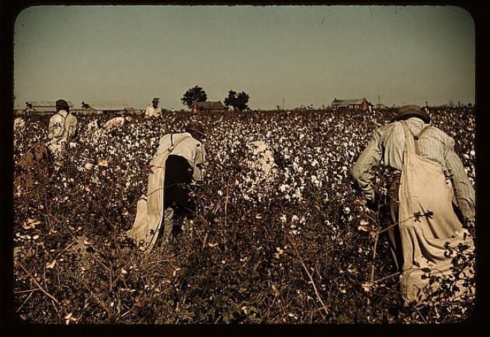 Проклятие «белого золота»: история хлопкового рабства в Узбекистане, его последствия и современное положение