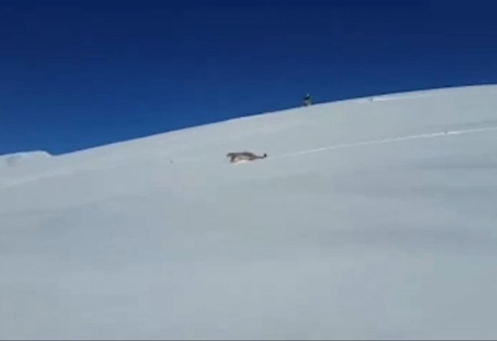 Снежного барса едва не загнали до смерти в Алматинской области