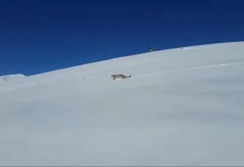 Снежного барса едва не загнали до смерти в Алматинской области