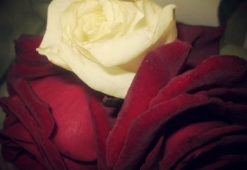 Ажалды ғана өледі