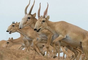Тысячи сайгаков в бескрайних казахских степях