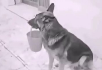 Мынаны караныздаршы?!!! Акылды ИТ!