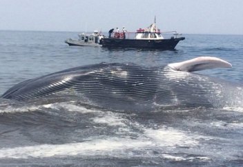 Жануарлар әлемі: Аргентиналық құтқарушылар қайырлап қалған китті суға қайтарды (видео)
