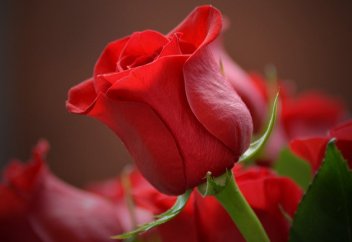 Цветок Пророка ﷺ – Фатима رضي الله عنها (вторая часть)