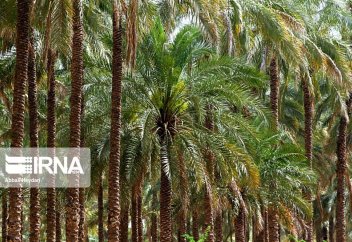 Финиковая пальма — невеста тропических деревьев (фото)