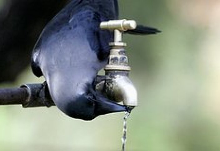 Коростен жезөкше