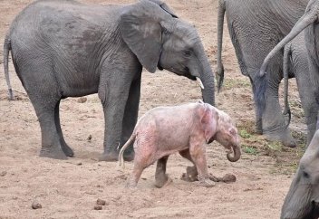 В Африке родился розовый слон