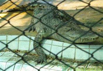 Мұсылман елі экономиканы әртараптандыру үшін өзгеше жобаны қолға алады