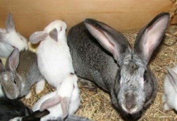 Ақтөбеліктер қоян бағып, құс өсіре бастады (ФОТО)