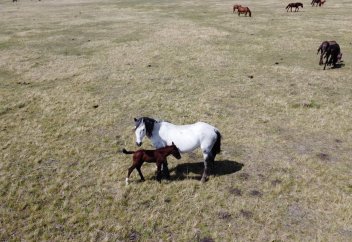 Казахстан импортирует 2 тыс. тонн конины ежегодно