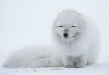 Жануарлар әлемі: Аңшыны алдаған ақ түлкі (видео)