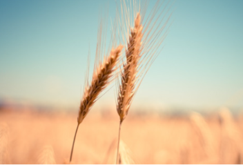 Бидайдың жаңа сорты рекордтық деңгейде өнім берді