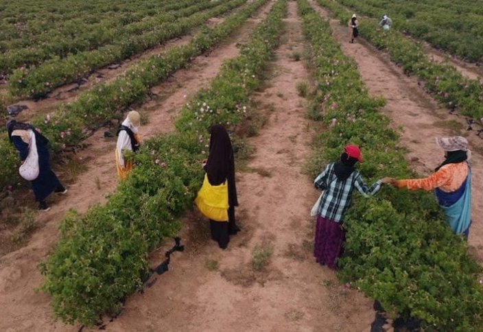 Сбор урожая роз приносит красоту в Марокко и трудности его женщинам