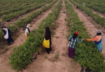 Сбор урожая роз приносит красоту в Марокко и трудности его женщинам