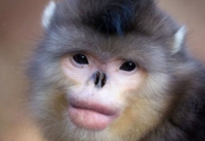 Гималайда құрғақта 400 метр қашықтыққа дейін су іздей алатын балық, түшкіретін маймыл табылды