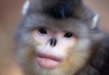 Гималайда құрғақта 400 метр қашықтыққа дейін су іздей алатын балық, түшкіретін маймыл табылды