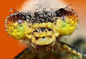 Жаңа жәндік түрі табылды