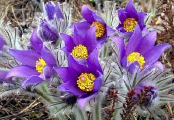 В Восточном Казахстане издадут собственную Красную книгу исчезающих растений и животных