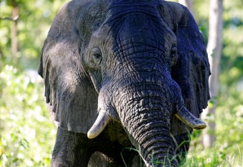 На юге Африки устроили массовый отстрел слонов