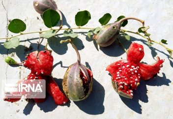 Лагджи - самый важный вид растений в провинции Бушер (фото)