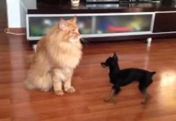 Ит пен мысық мәртебесі балалар құқығымен теңестіріледі