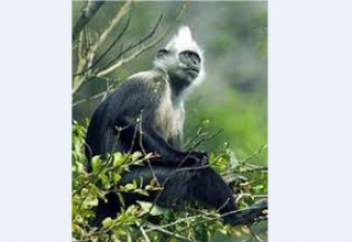 Тайное обезьянье царство в Китае