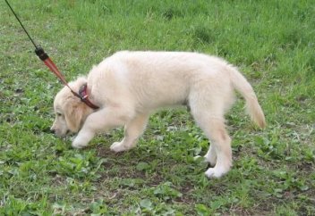 Собаки могут чуять рак - исследование