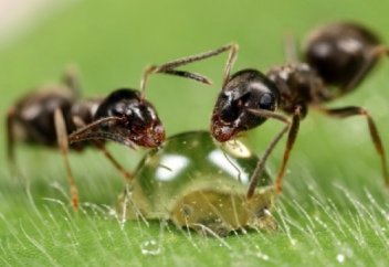 Құмрысқалардың мына әдісін әрі бірлігін көрсеңіз тәнті боласыз (видео)