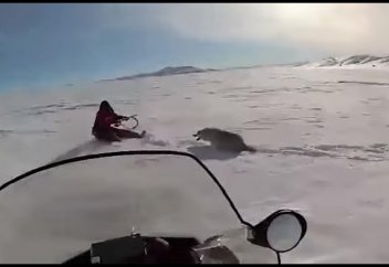Жаралы қасқыр қару ұстаған аңшының өзіне шапты (видео)