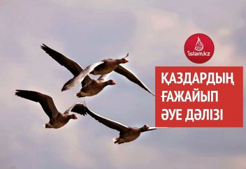 Қаздардың ғажайып әуе дәлізі