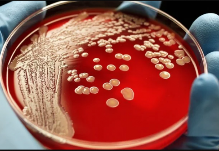 Ученые открыли 12 тысяч новых видов бактерий. Найдена бактерия, способная утилизировать пластик