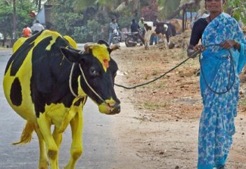 Мұсылмандарға сиыр етін жеуге тыйым салынды