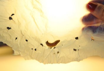 Балауыз құртының сілекей ферменттері пластикті бірнеше сағат ішінде ыдыратады