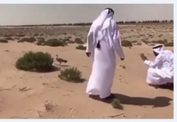 Правитель Дубая приказал перенести строительство проекта из-за гнезда птицы (видео)