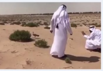 Правитель Дубая приказал перенести строительство проекта из-за гнезда птицы (видео)