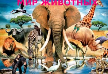 Слоненка унесло бурным потоком реки – видео с неожиданным финалом