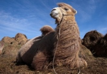 Атанның жілігін ұрып сындырған ата (видео)