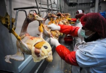 Фуа-граға заңмен тыйым салынады