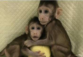 Клондау әдісімен дүниеге келген әлемдегі алғашқы маймылдар (видео)