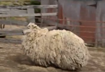 Жануарлар әлемі: 6 жылдан соң табылған қойдан 21 келі жүн қырқылды (ВИДЕО)