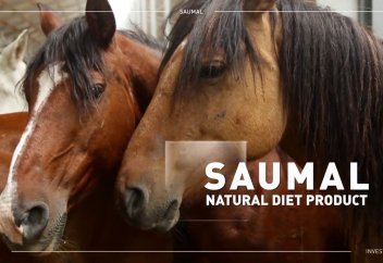 Метабиотик на основе саумала разработали казахстанские учёные