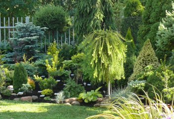 Қалалы жердегі шуды басатын ең тиімді ағаш анықталды