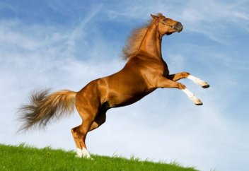 Мұсылман елінде жануарлардың құқығын қорғайтын заң қабылданайын деп жатыр