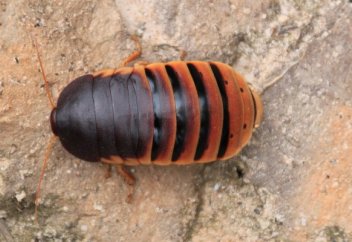 Өз салмағынан миллион есе салмаққа төтеп бере алатын таракан-робот жасалды (видео)